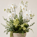 Orchids